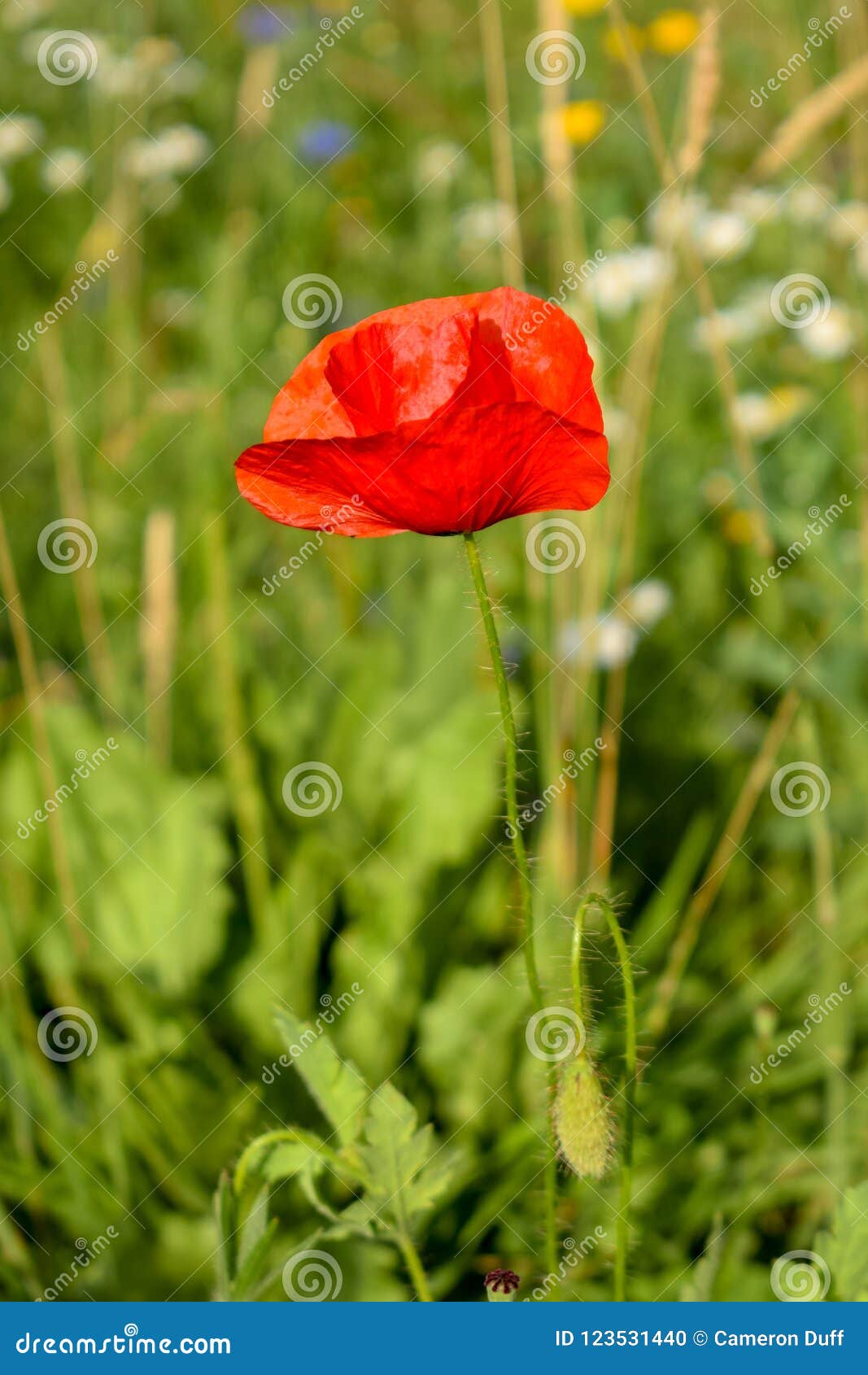 Perfect Poppy Stock Photo Image Of Middle Poppy Cheshire 123531440