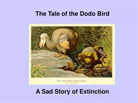 Ppt The Tale Of The Dodo Bird Powerpoint Presentation Free Download