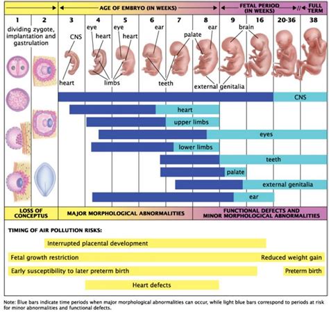 Pregnancy Fetal Growth Chart Ny Momstyle