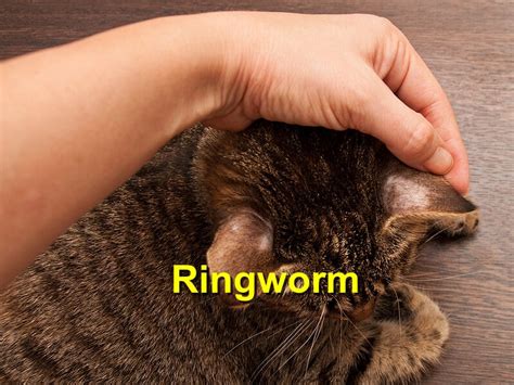 Ringworm Emergency Animal Care Braselton