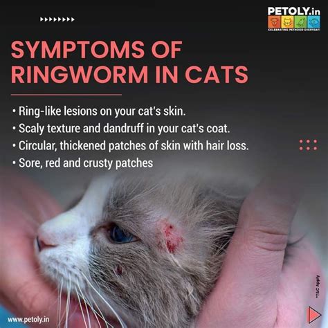 Ringworm In Cats Causes Symptoms Treatment Cats Com