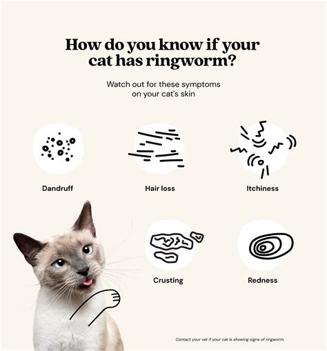 Ringworm In Cats Causes Symptoms Youtube