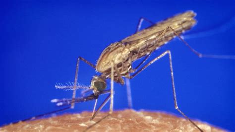 Scientists Uncover Mystery Of Mosquito Flight