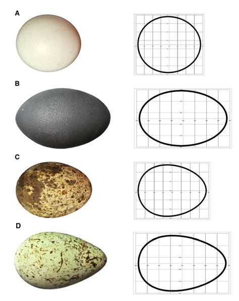 Shape Of An Egg