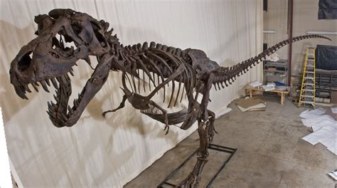 Stan Tyrannosaurus Rex Catalog Photo Black Hills Institute