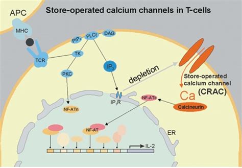 Store Operated Calcium Soc Channels In T Lymphocytes Download