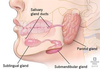 Swellings In The Angle Of Mandible Floor Of Mouth Palate Dentowesome