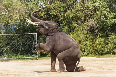 1. The Ultimate Guide: 7 Steps To Design An Elephant Show - IMMUNO ONCOLOGY