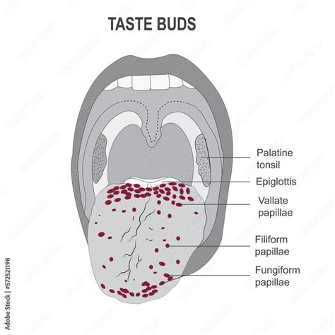 The Taste Buds The Sites Of The Nerve Endings Of Sense Of Taste In The