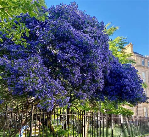 The Ultimate Guide To Growing Ceanothus California Lilac The Arches