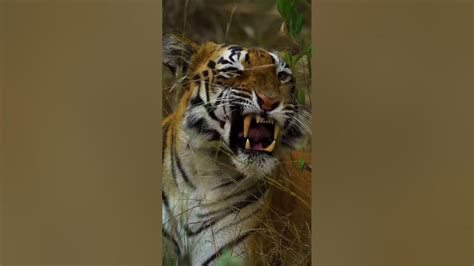 Tiger King Tiger Growling Sound Tiger Roar Sound Must Watch