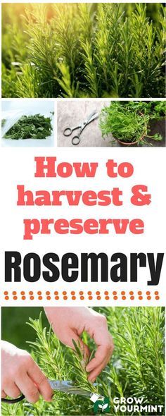 Top 6 Articles About Rosemary Plant Care Stay Covered In Every Aspect