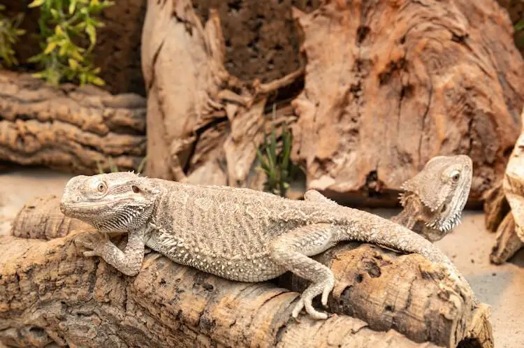 Ultimate 8Step Guide: Create The Perfect Bearded Dragon Home Today