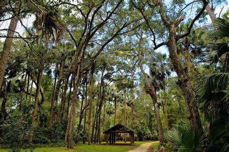 Visiting Ocala National Forest 8 Things You Can T Leave Without Doing