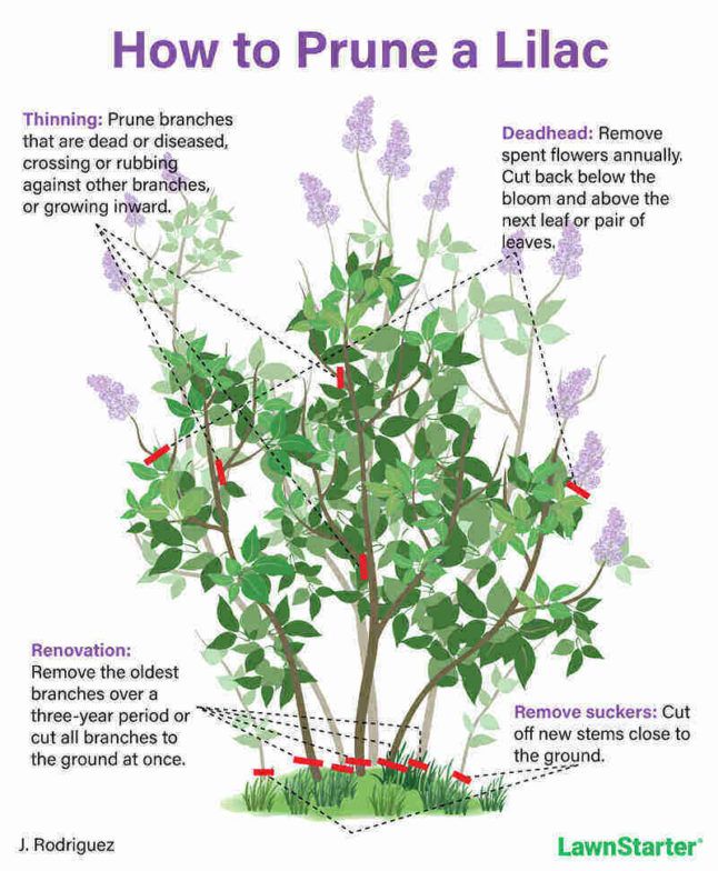 When To Prune Lilac Bushes Arborscape Tree Services